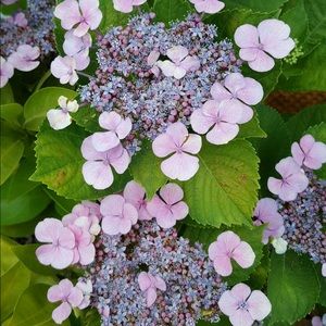 Meet your Posher, Chong